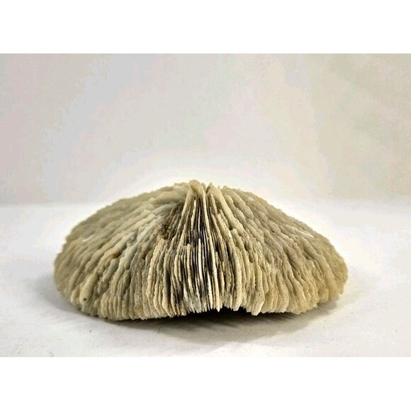 Vtg Mixed Lot of 3 Big 4" to 6" Seashells Crafts Home Beach Ocean Decor Unique - Picture 9 of 16